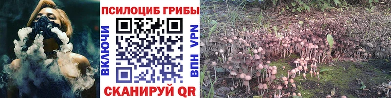 Купить где  Мыски  Псилоцибиновые грибы прущие грибы 